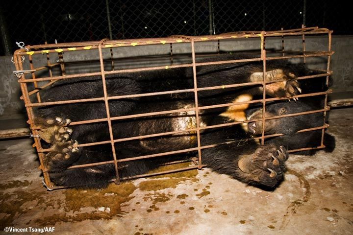 Bear Bile farming, China