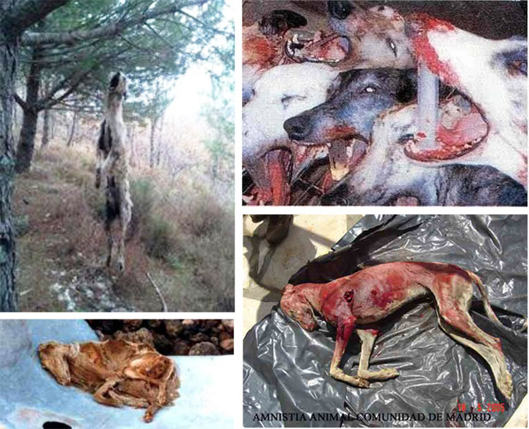 spanish-festivals-and-traditions-hanging-galgos-tortured-to-death-killed-web-copy
